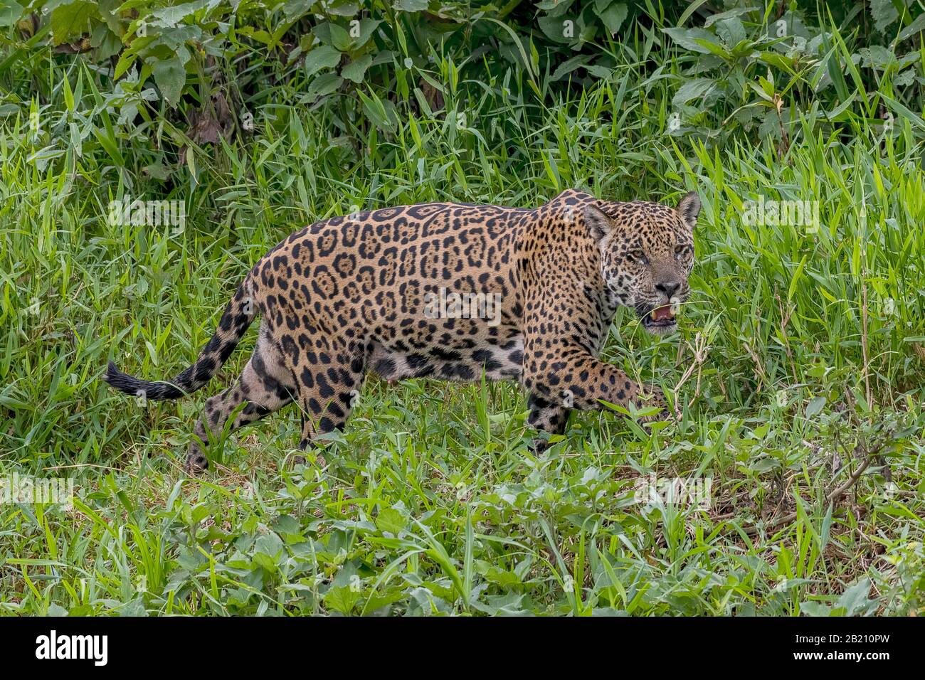 Jaguar (Panthera Onca), À La Recherche de la végétation côtière, Matto Grosso do Sul, Pantanal, Brésil Banque D'Images