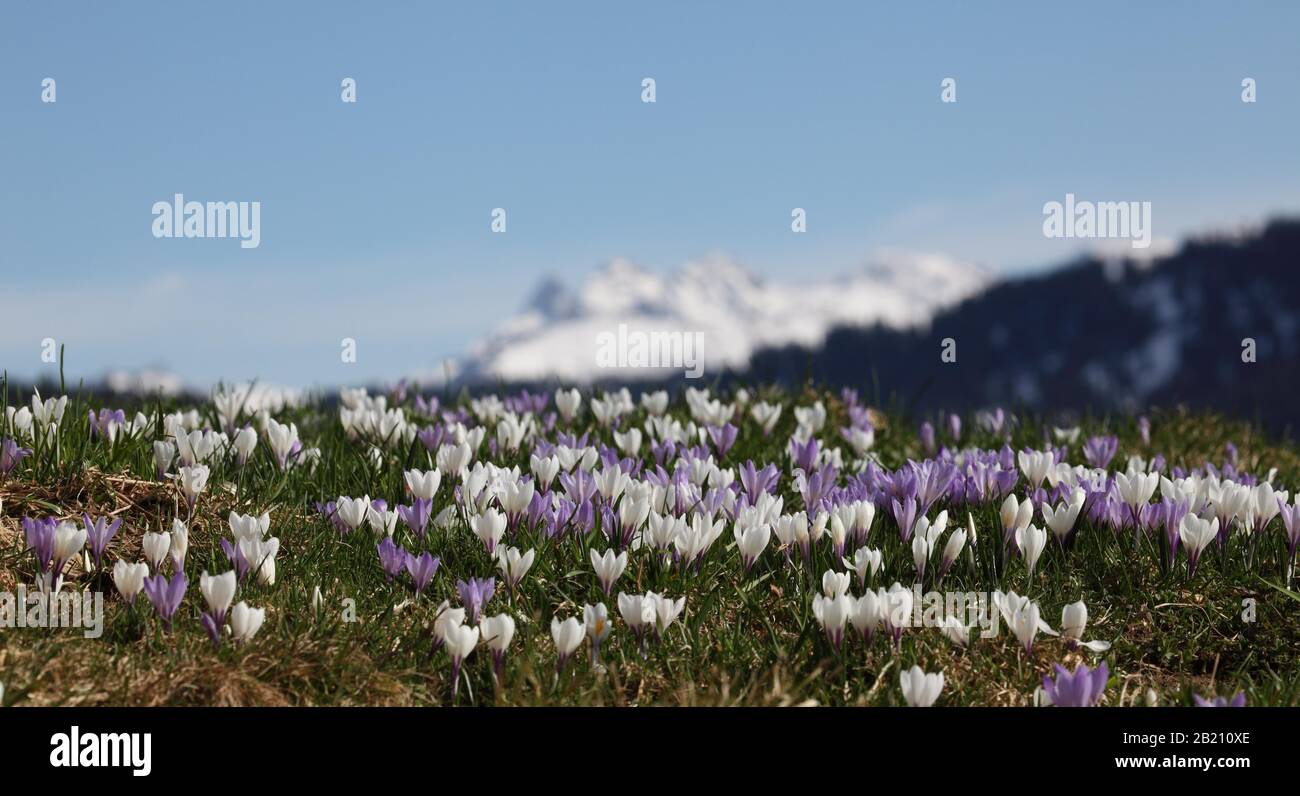 Crocus flower (Crocus) dans les Alpes d'Allgaeu, Balderschwang, Allgaeu, Bavière, Allemagne Banque D'Images