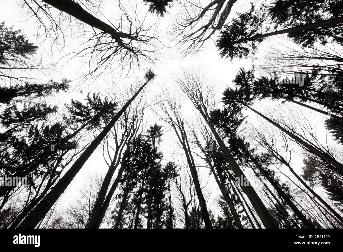 Silhouettes d'arbres devant le ciel, forêt mixte, SW shot, Haute-Bavière, Bavière, Allemagne Banque D'Images