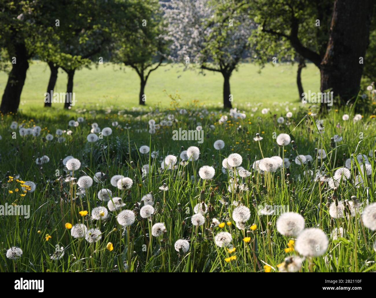 Pissenlit (Taraxacum officinale) dans un verger de prairie, Haute-Bavière, Bavière, Allemagne Banque D'Images