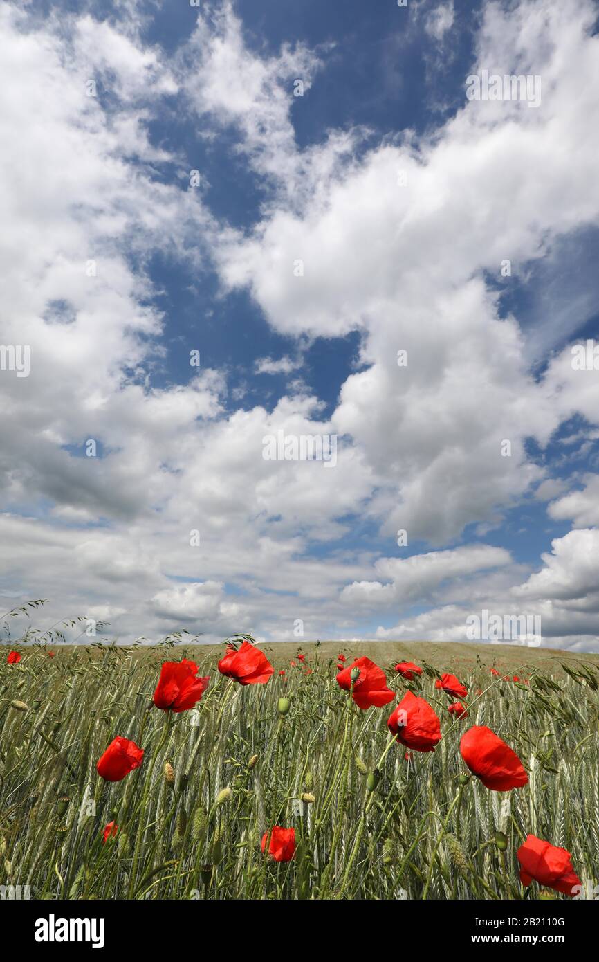 Champ de céréales avec fleurs de pavot près de Trappstadt, Grabfeld, Basse-Franconie, Bavière, Allemagne Banque D'Images