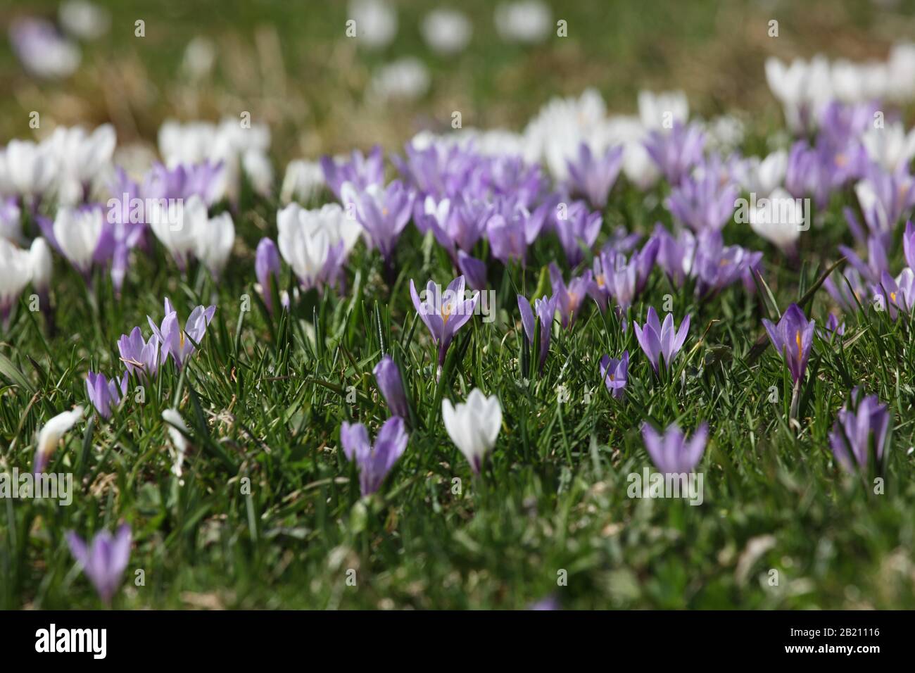 Crocus flower (Crocus) dans les Alpes d'Allgaeu, Balderschwang, Allgaeu, Bavière, Allemagne Banque D'Images