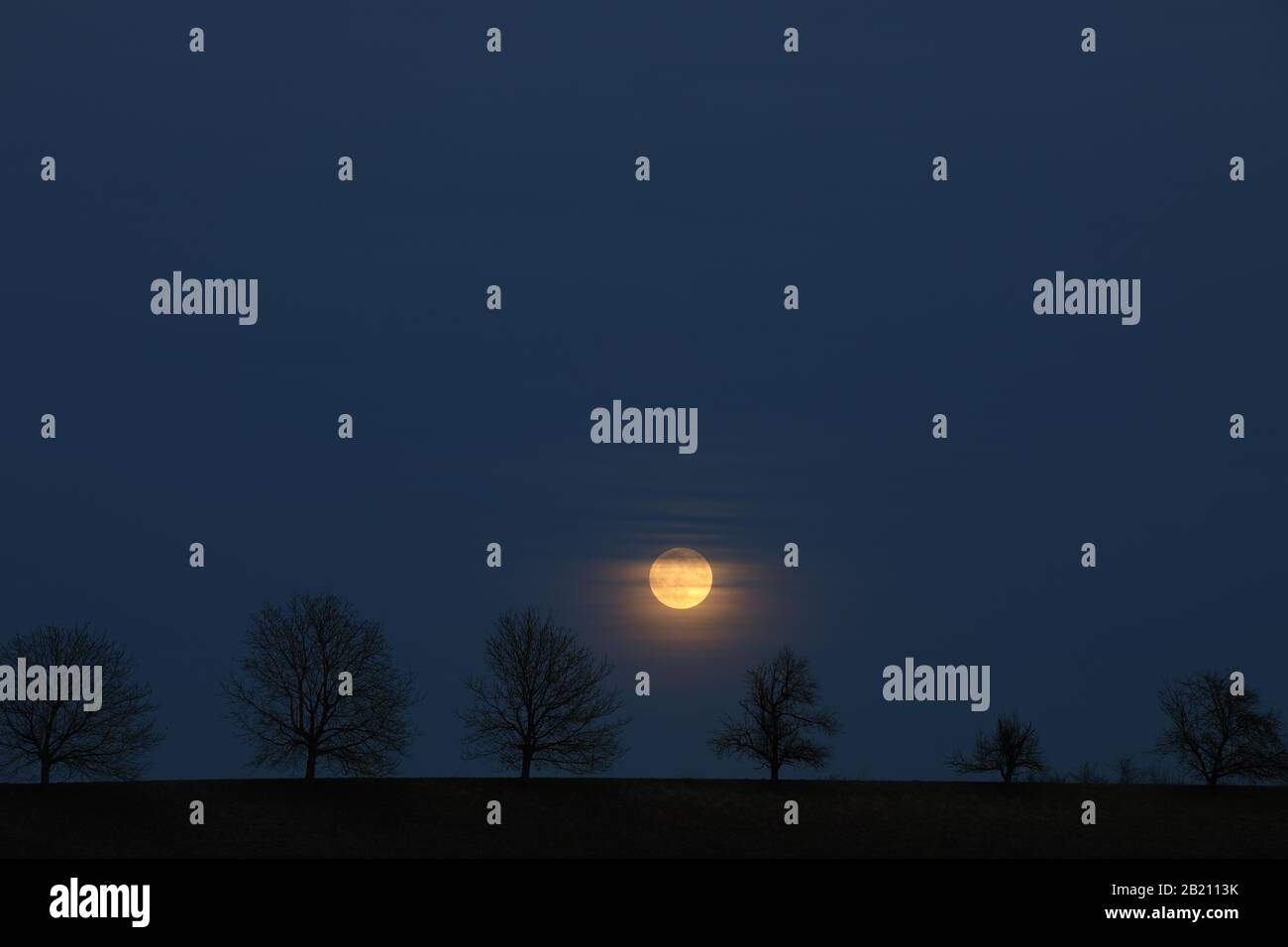 Pleine lune derrière une rangée d'arbres, St.Wolfgang près d'Altenmarkt, Chiemgau, Haute-Bavière, Bavière, Allemagne Banque D'Images