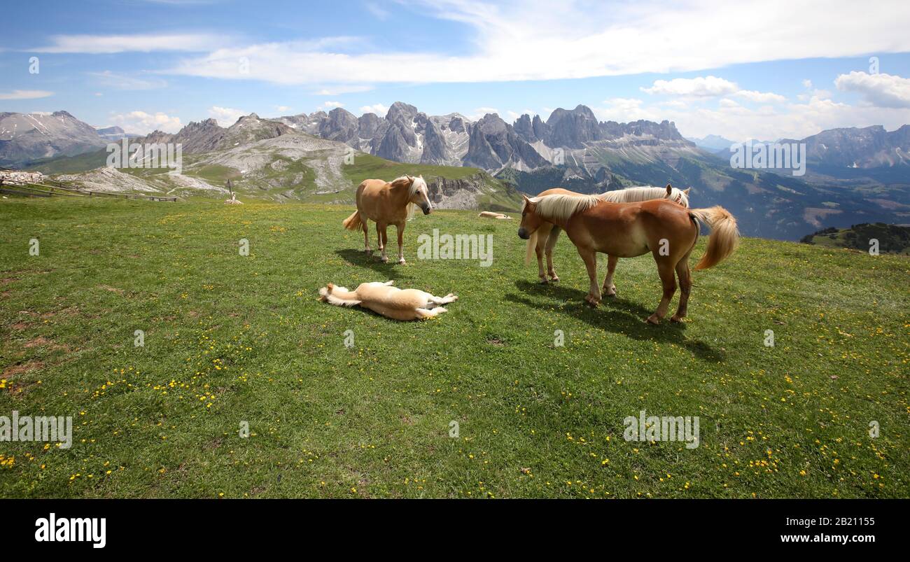 Haflinger au Schlernhaus en face du jardin de roses, Sciliar, Tyrol du Sud Dolomites, Tyrol du Sud, Italie Banque D'Images