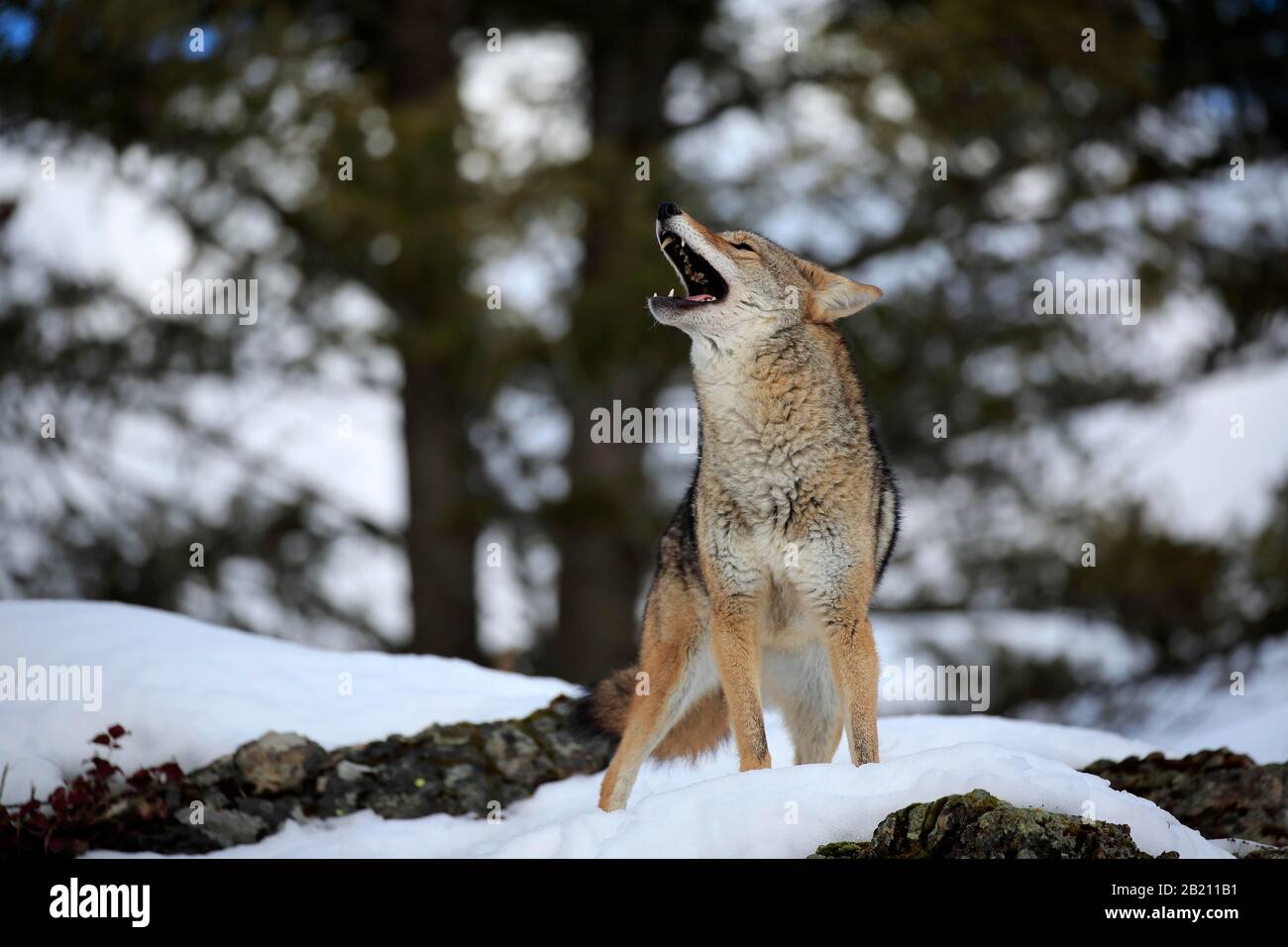 Coyote (Canis latrans), adulte, en hiver, dans la neige, le hurlement, Montana, Amérique du Nord, États-Unis Banque D'Images