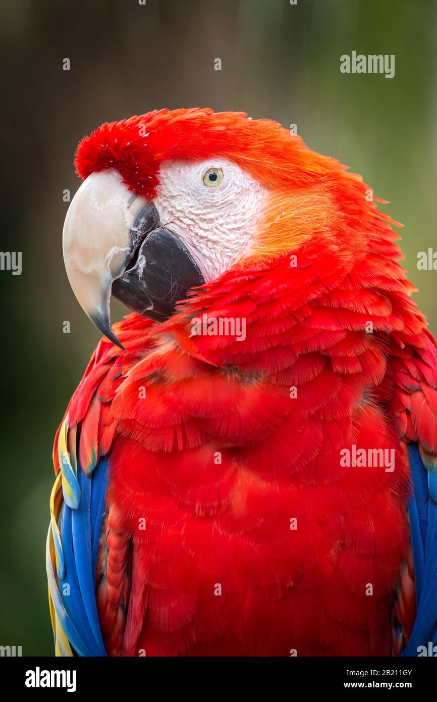 Scarilet macaw (Ara macao), portrait, captif, St. Augustine Alligator Farm Zoological Park, St. Augustine, Floride, États-Unis Banque D'Images
