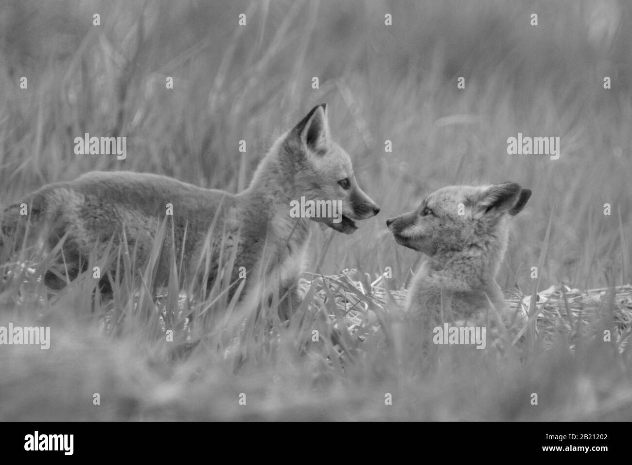 Gros plan noir et blanc de deux oursons de renard face à face dans le champ d'herbe Banque D'Images