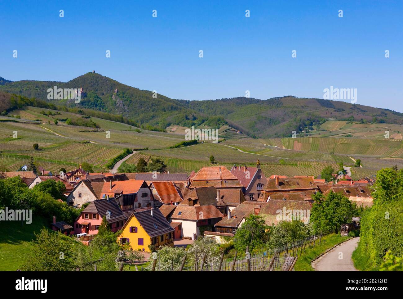 Région viticole de l'Alsace Wine route, Hunawihr, Alsace, France Banque D'Images