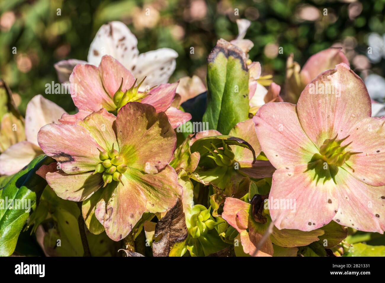 Hellebore en fleur. Rose de Noël Banque D'Images