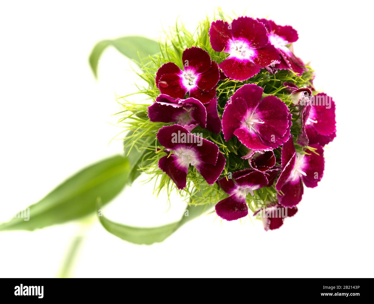 Dianthus barbatus, doux Guillaume, isolé sur fond blanc Banque D'Images