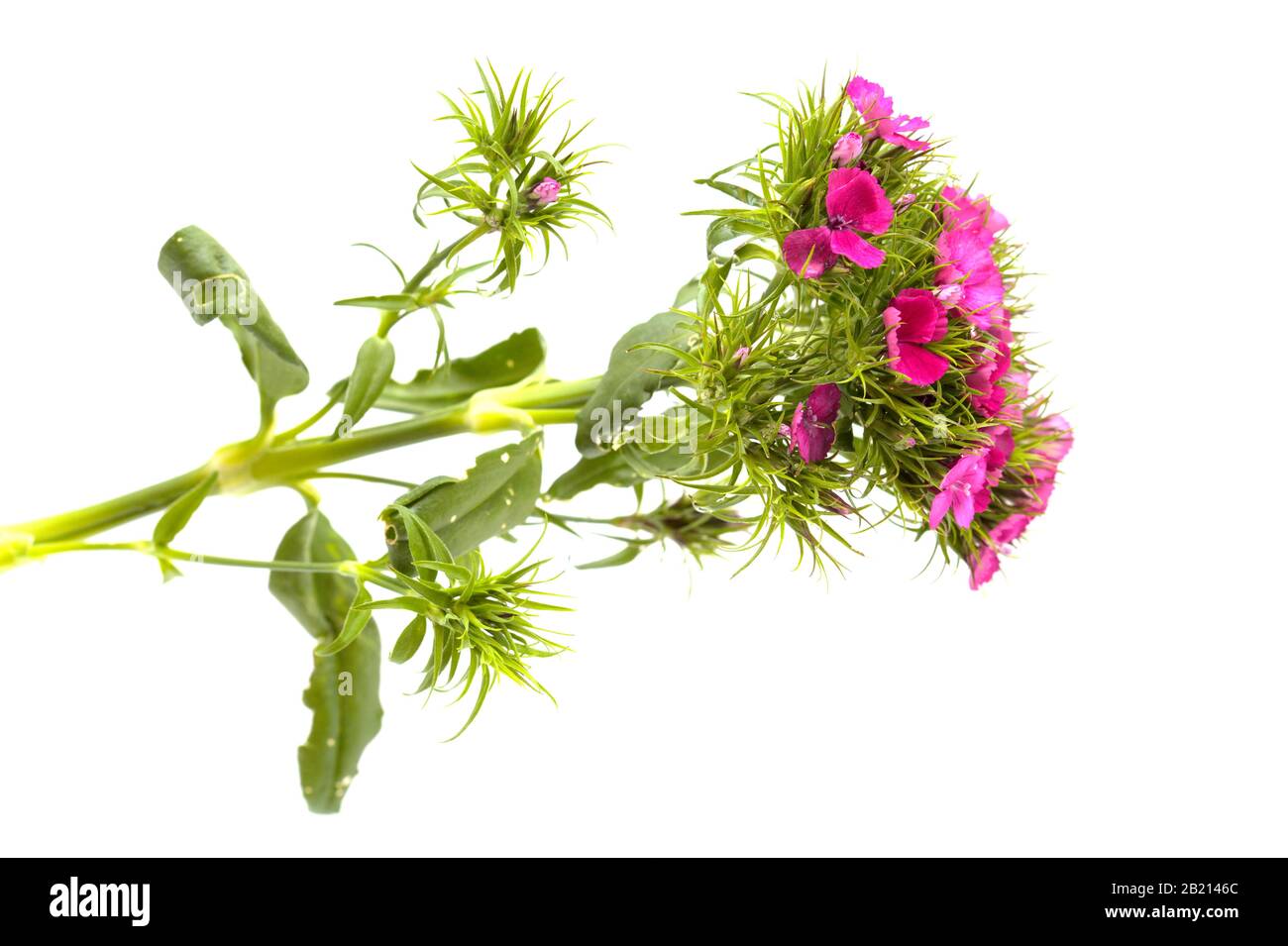 Dianthus barbatus, doux Guillaume, isolé sur fond blanc Banque D'Images