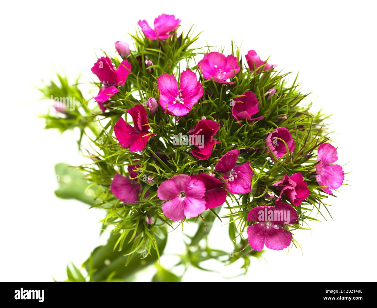 Dianthus barbatus, doux Guillaume, isolé sur fond blanc Banque D'Images