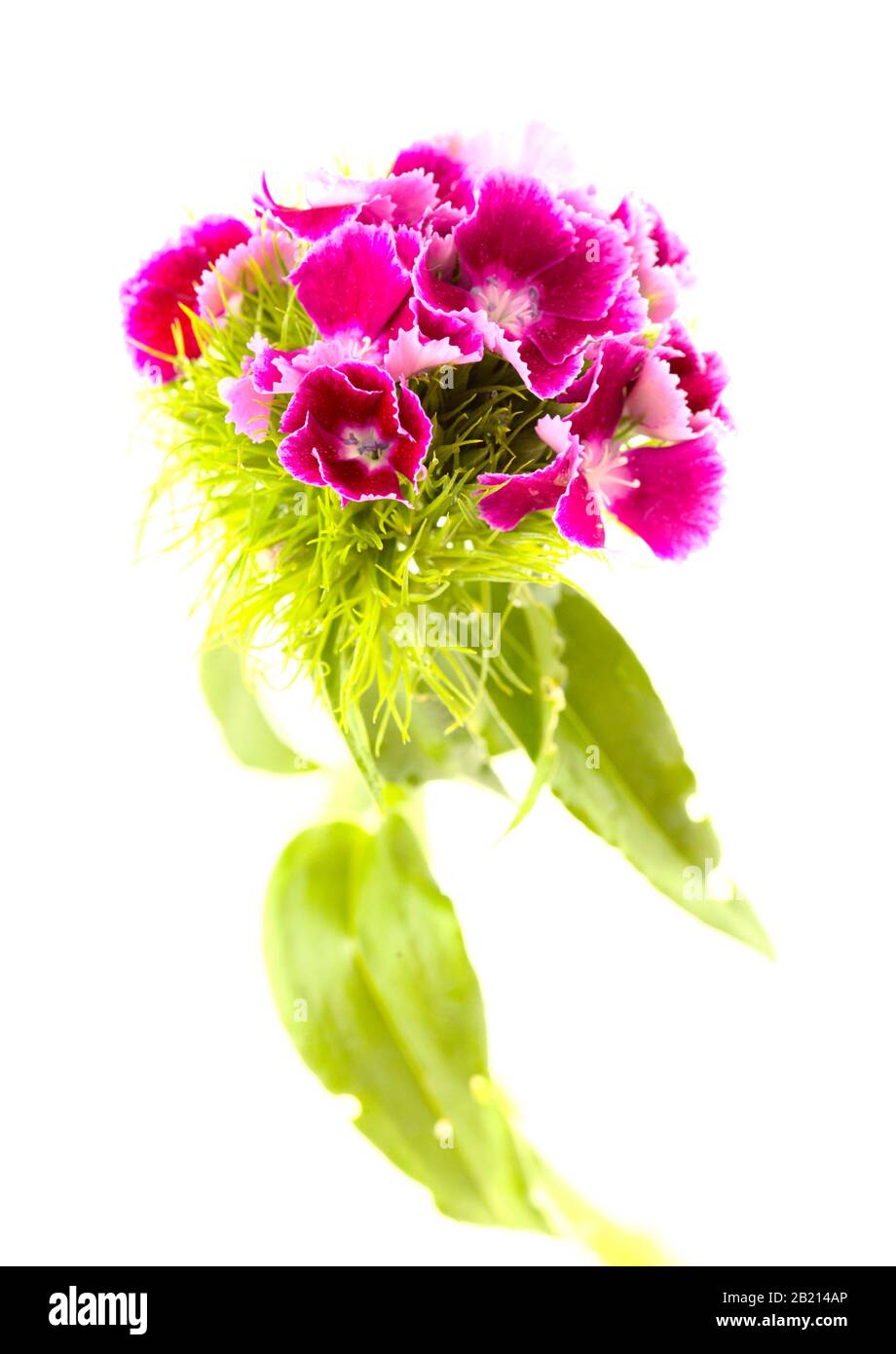 Dianthus barbatus, doux Guillaume, isolé sur fond blanc Banque D'Images