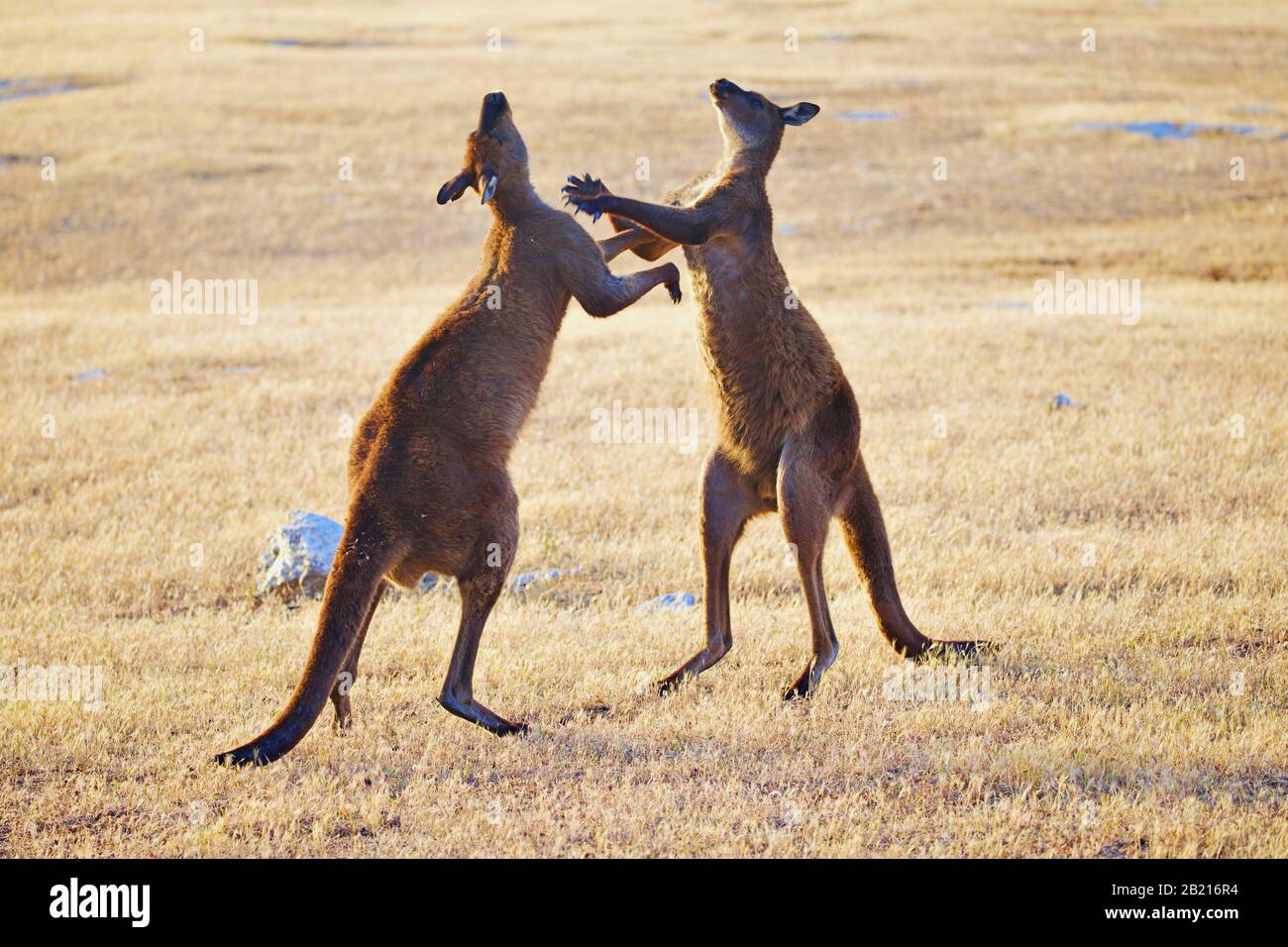 Mere Et Bebe Kangourou Photo Stock Alamy
