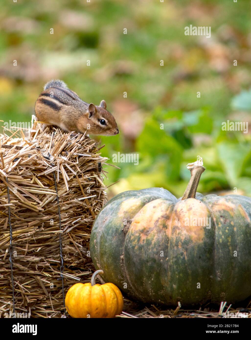Un adorable chipmunk rayé se prépare à sauter du sommet d'une balle de paille sur une grande citrouille verte Banque D'Images