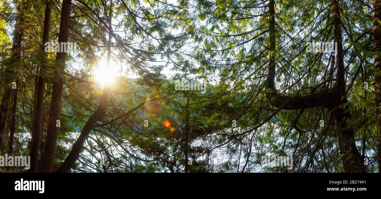 Magnifique et Dynamique Green Woods avec des arbres frais près d'un lac pendant le coucher du soleil. Prise À White Pine Beach, Port Moody, Vancouver (Colombie-Britannique), Cana Banque D'Images