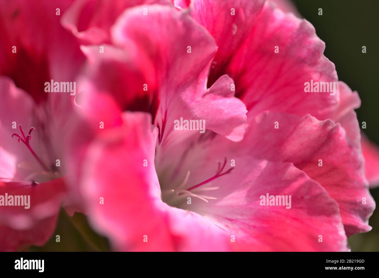 Fond de jardin avec géraniums roses fleuris Banque D'Images