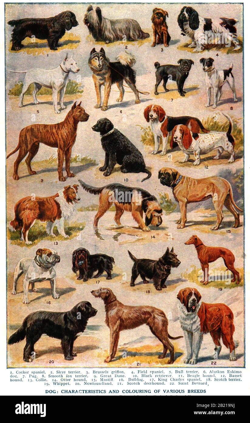Une illustration de couleur britannique de 1921 montrant les caractéristiques et la coloration de diverses races populaires de chiens de l'époque. Banque D'Images