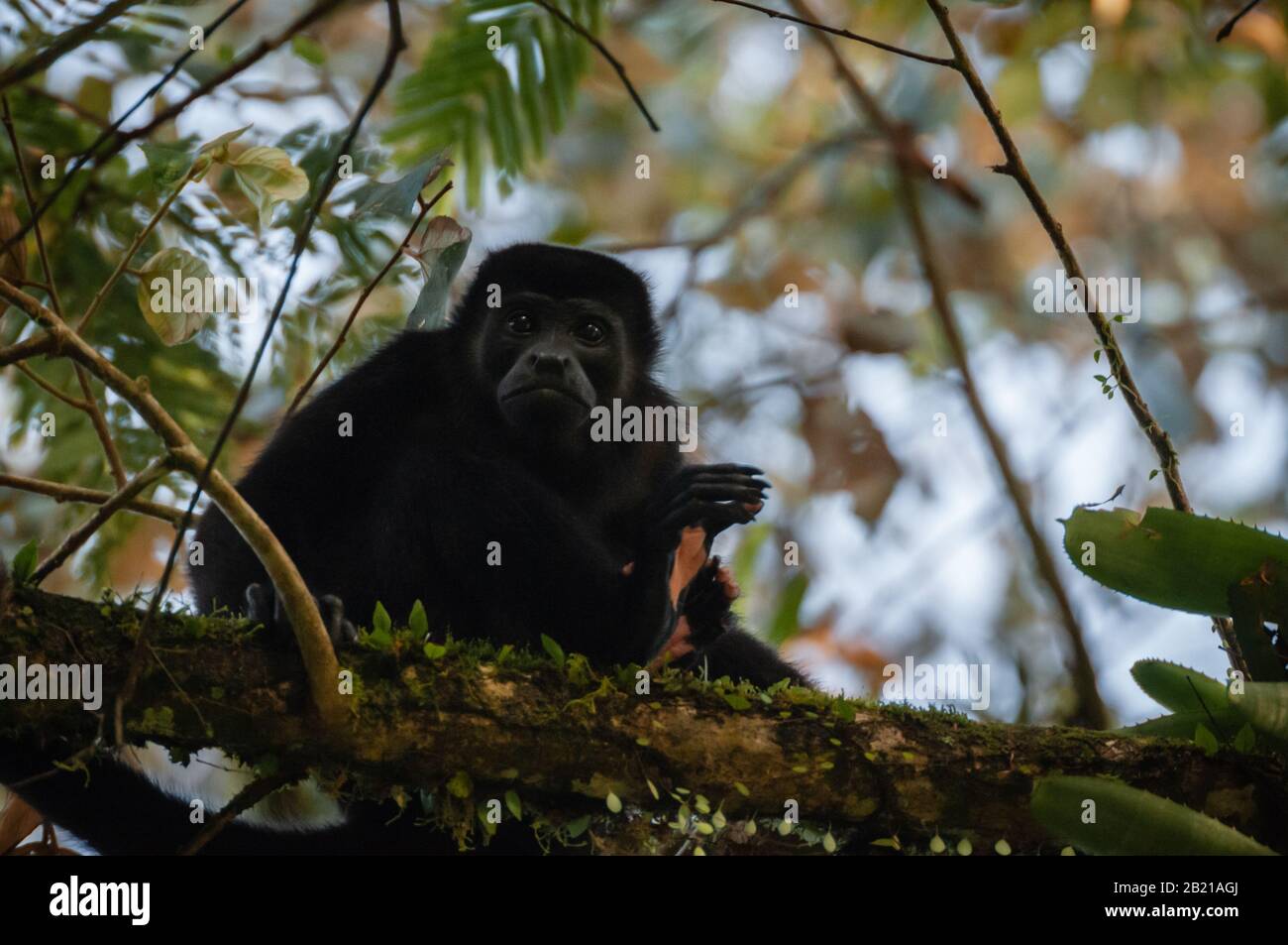 Singe hurleur dans la forêt tropicale du Costa Rica, janvier 2020 Banque D'Images