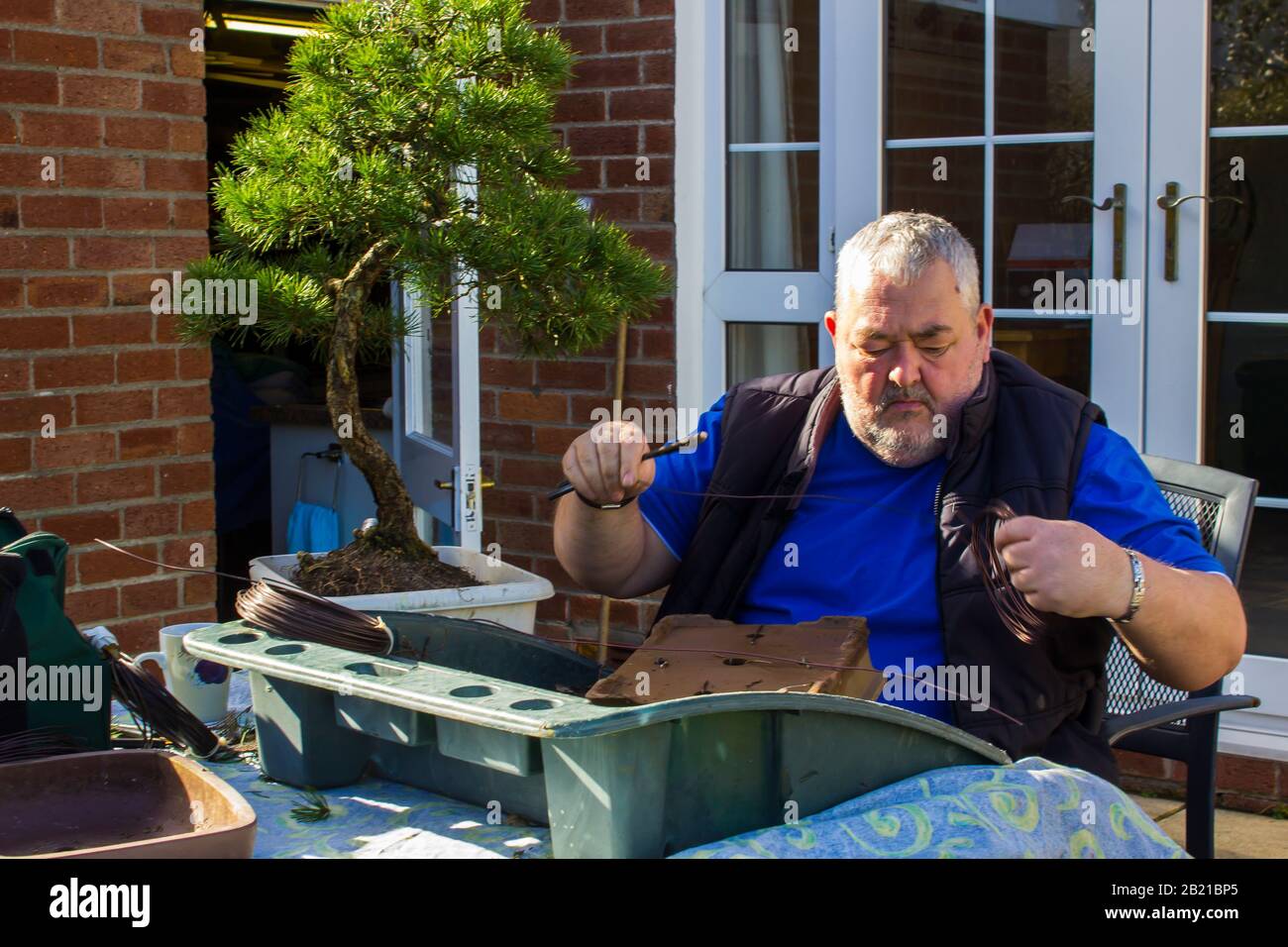 19 mars 2017 Robert Porch un artiste écossais bonsai qui rempote un grand arbre de pins bonsai écossais dans le comté de Bangor En Irlande du Nord Banque D'Images