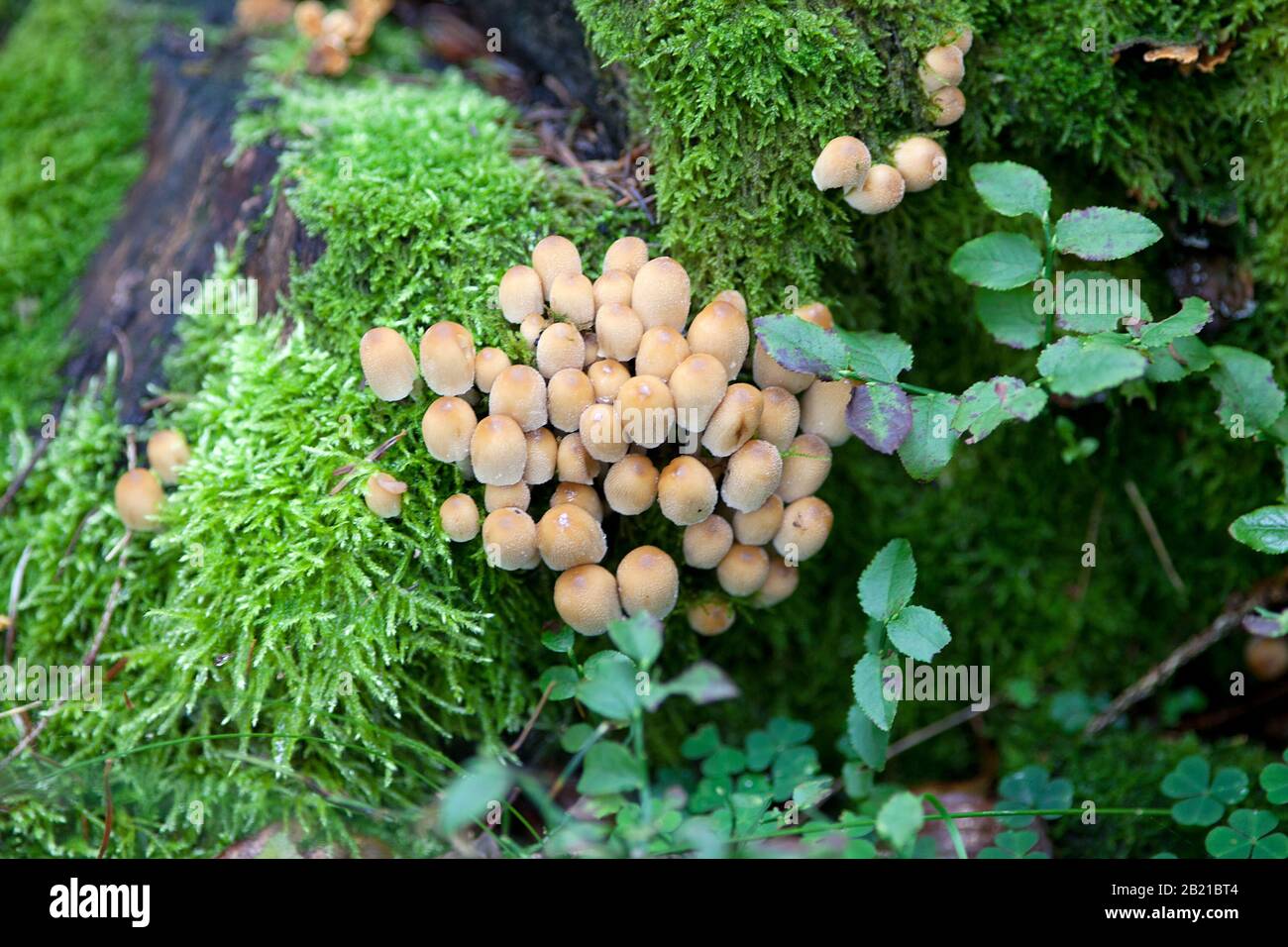 Champignons de la tuft de soufre Hypholoma fasciculare Banque D'Images