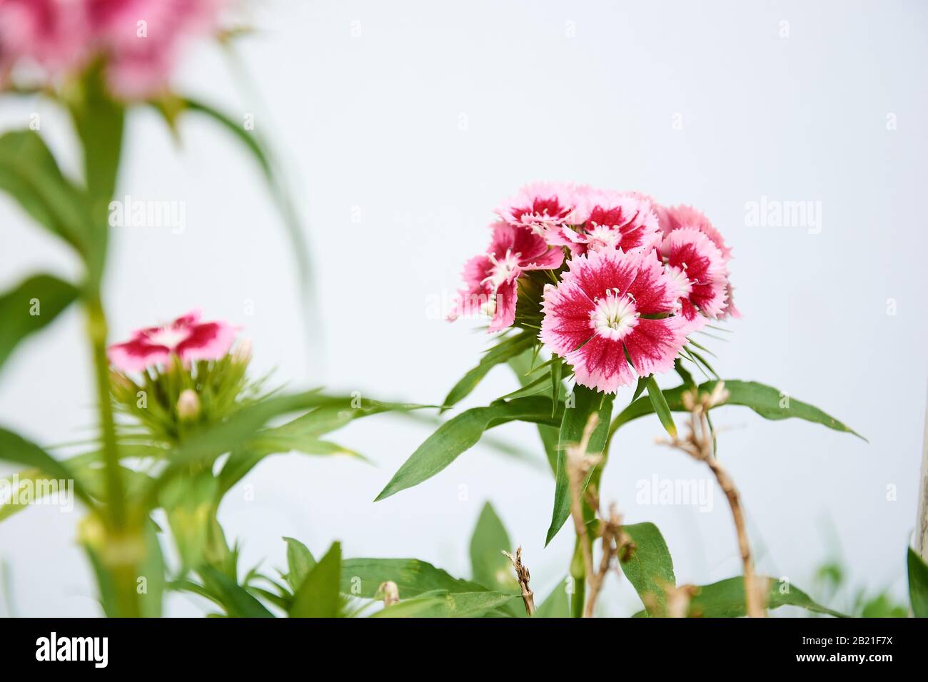 Dianthus Barbatus fleurs isolées sur fond blanc, entourées par d'autres fleurs hors du foyer. Banque D'Images