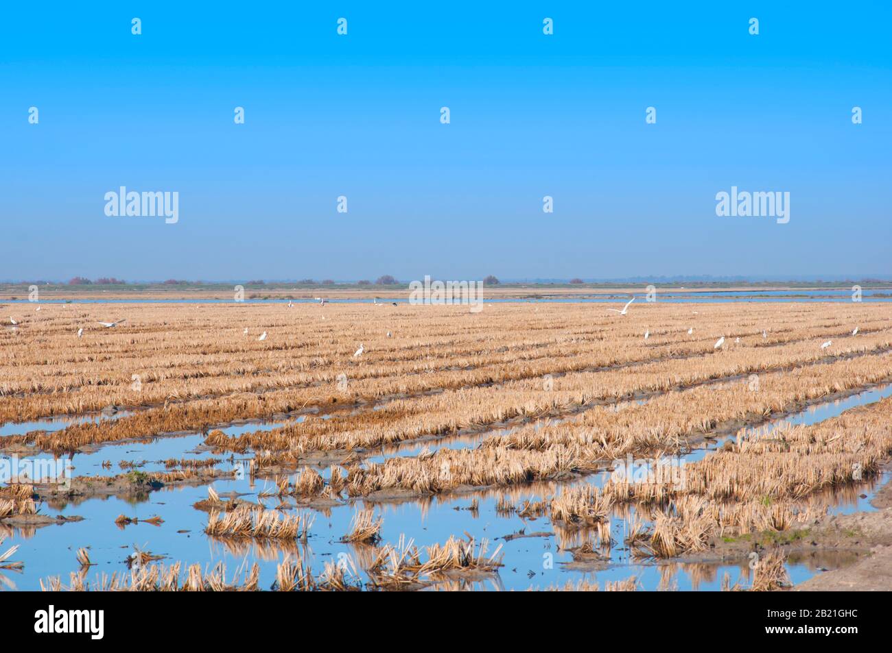 Champs de riz marron clair après la récolte. Eau bleue, herbe sèche et ciel bleu sans nuages. Décembre. Isla Mayor, Séville, Espagne Banque D'Images