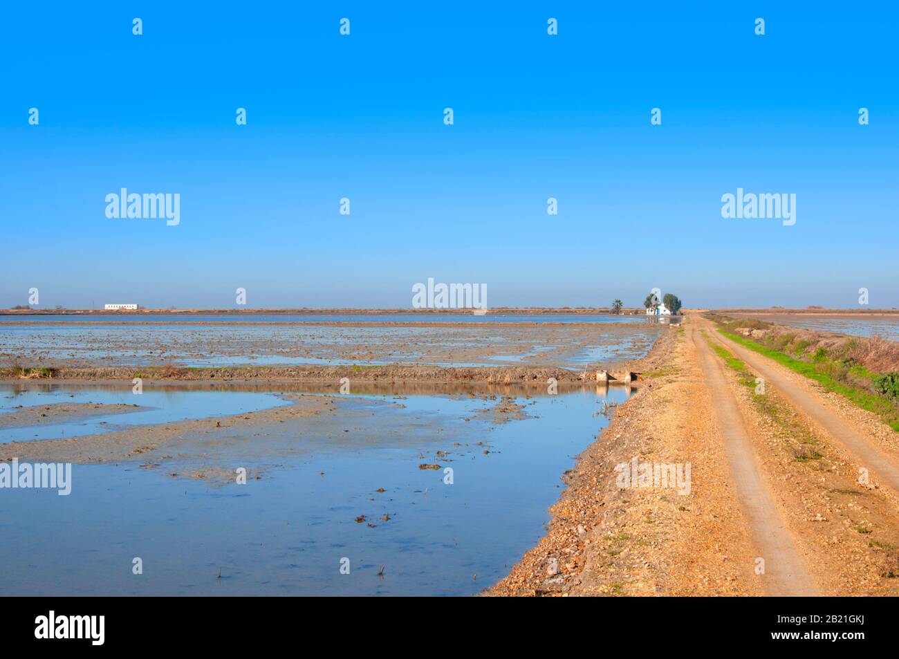 Route de terre entre les rizières après récolte. Isla Mayor, Espagne. Banque D'Images
