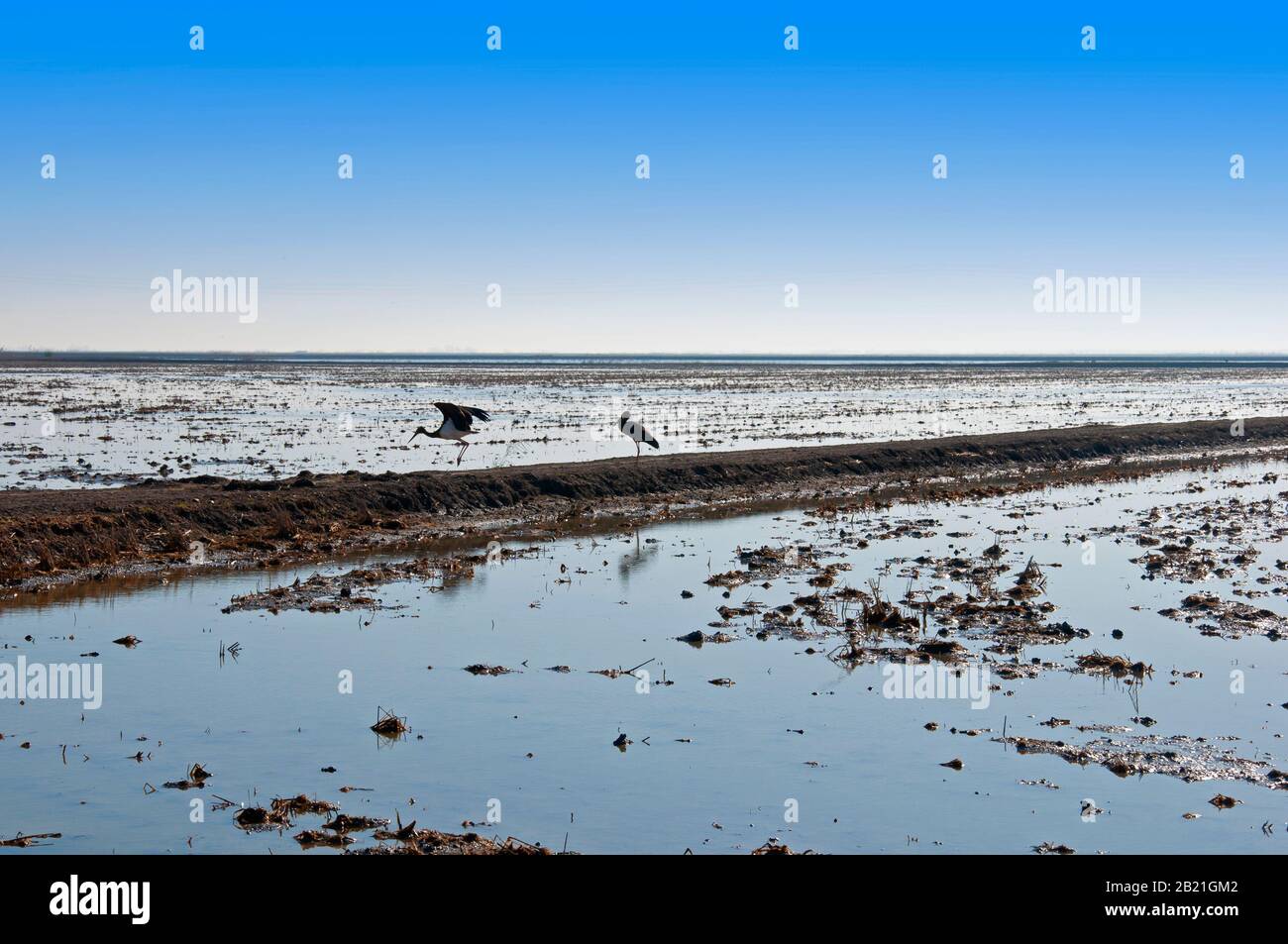 Deux cigognes dans la bande de saleté entre les rizières. Eau bleue et ciel bleu. Décembre. Isla Mayor, Espagne. Banque D'Images