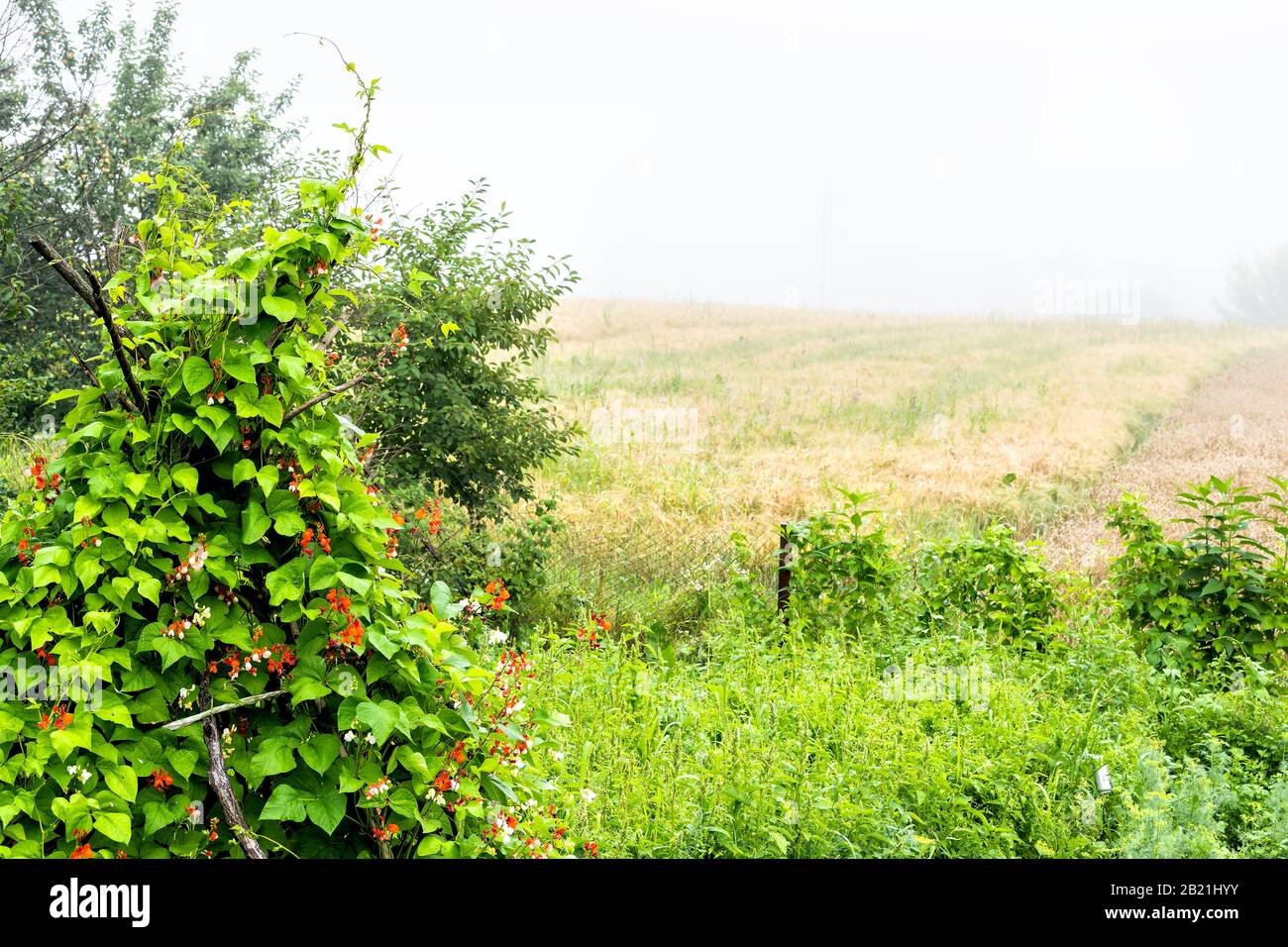 Brouillard ou brouillard sur le champ de la ferme le matin avec des fleurs rouges sur la plante de haricot sur des poteaux en bois trellis dans la campagne de l'Ukraine pendant l'été avec personne Banque D'Images
