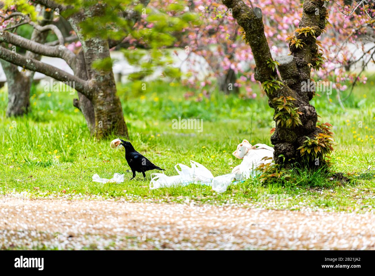 Kyoto, Japon jardin parc gyoen près du Palais impérial avec des ordures alimentaires et un grand oiseau noir raven voler sandwich du sac plastique Banque D'Images