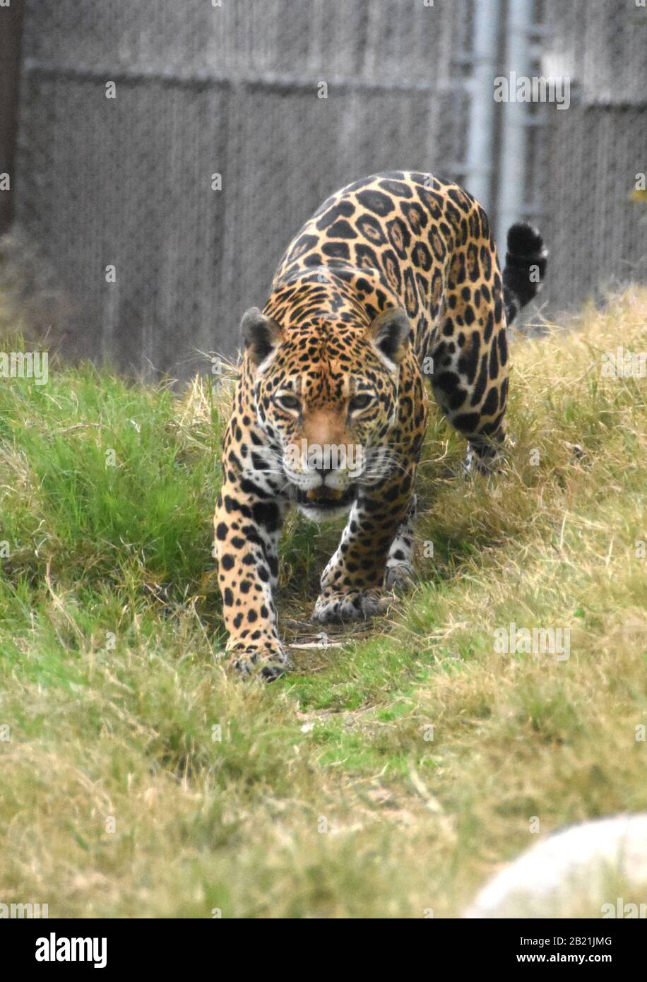 Los Angeles, Californie, États-Unis 27 février 2020 une vue générale de l'atmosphère Jaguar Johar le 27 février 2020 au zoo de Los Angeles à Los Angeles, Californie, États-Unis. Photo De Barry King/Alay Stock Photo Banque D'Images