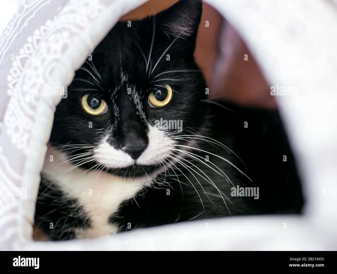 Un chat Tuxedo noir et blanc timide avec des élèves dilatés se cachant à l'intérieur d'un lit de chat couvert Banque D'Images