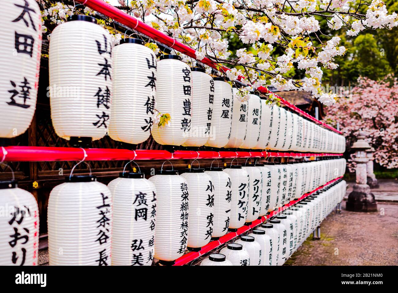 Kyoto, Japon - 10 avril 2019: Hirano Jinja Shrine Garden Park avec de nombreuses lumières en papier en rangée avec des fleurs de cerisier Banque D'Images
