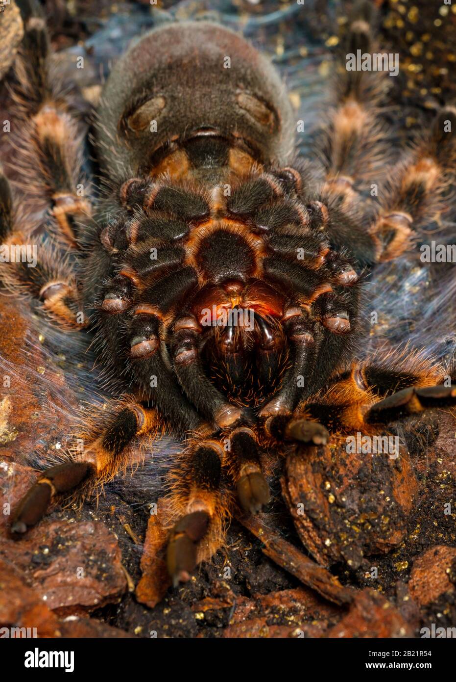 Tarantula rouge du Mexique - Brachypelma Hamorii (captive) allongé sur son dos au début du processus de mue. Banque D'Images