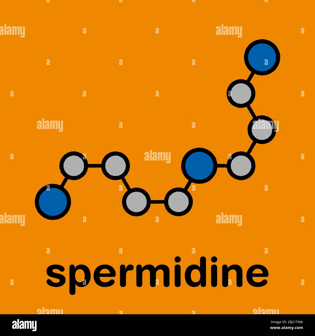 Molécule de spermidine, illustration Banque D'Images
