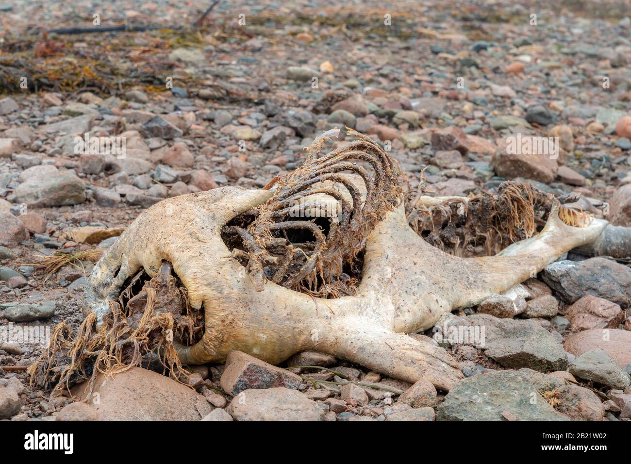 Un phoque mort en décomposition sur une plage rocheuse. Sa cage de côtes s'en sort de la carcasse. La tête est manquante. Banque D'Images