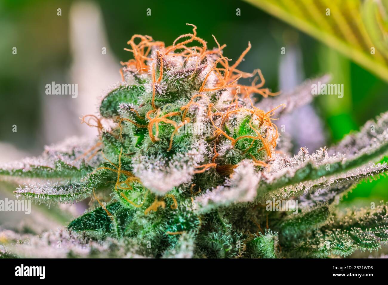 Plante de cannabis HDR Fleurs Banque D'Images