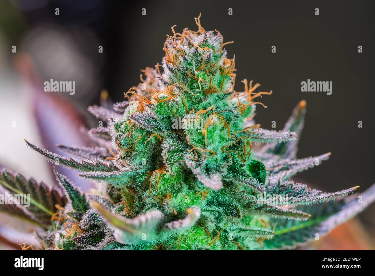 Plante de cannabis HDR Fleurs Banque D'Images