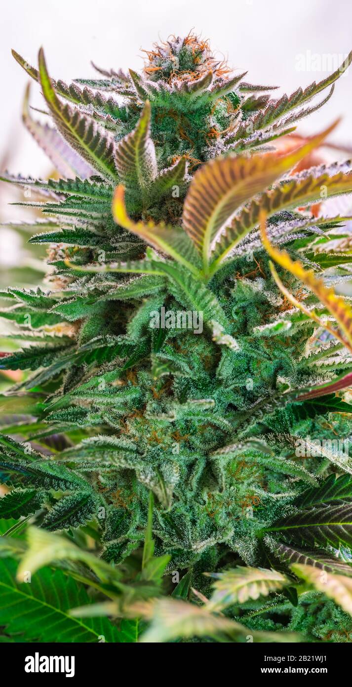 Plante de cannabis HDR Fleurs Banque D'Images