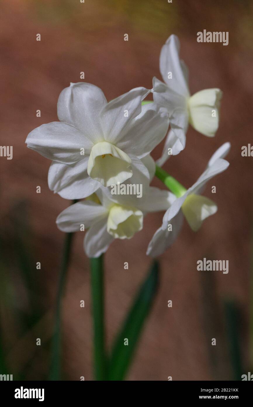 Narcisse 'Silver Chimes'. Banque D'Images