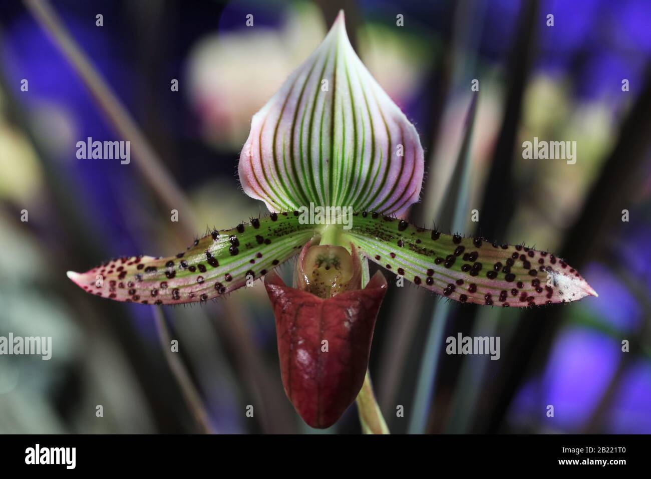 Paphiopedilum Supersuk x Raisin Pie orchidée. Banque D'Images