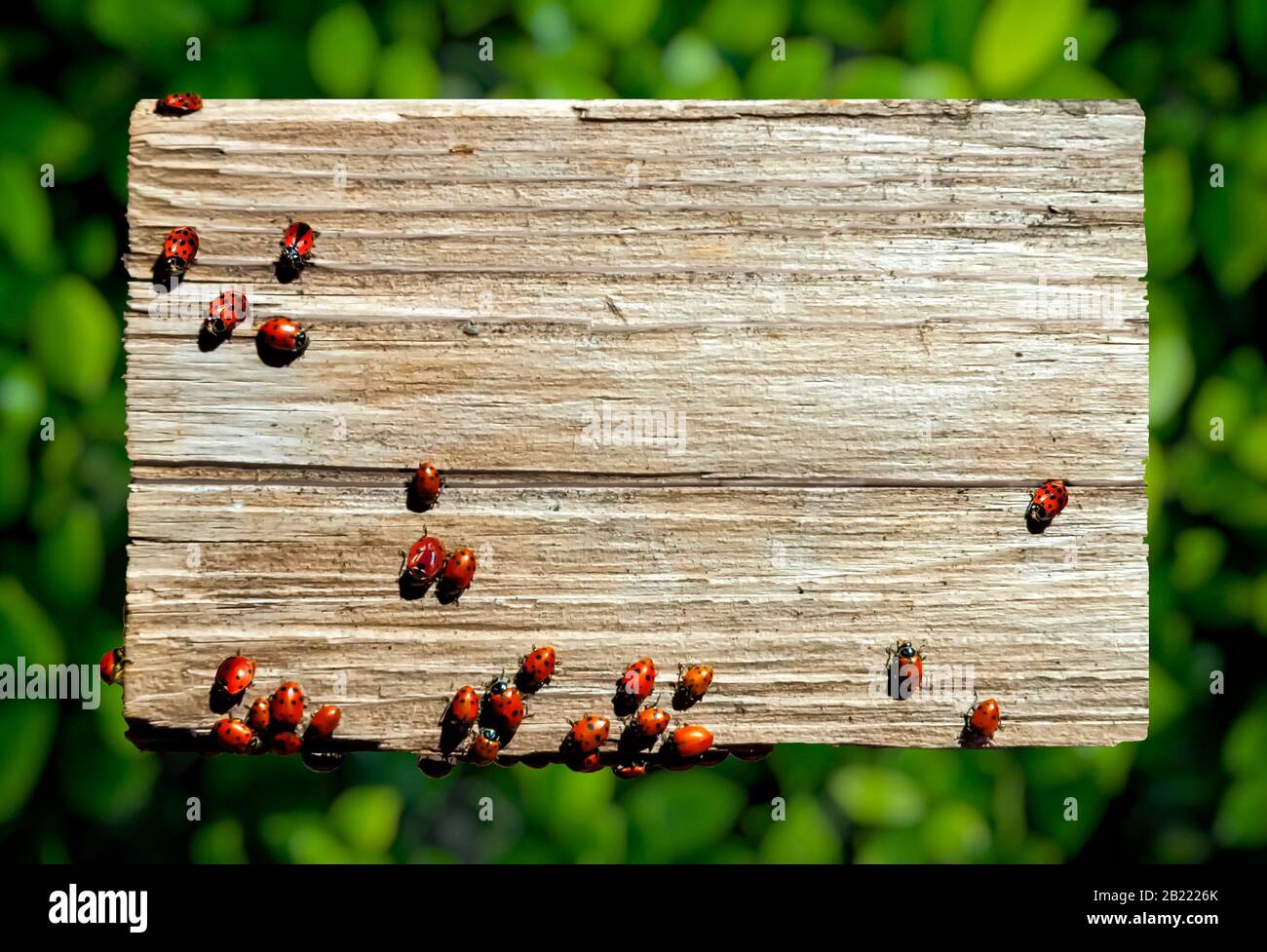 Punaises de Lady sur un morceau de bois entouré de feuilles vertes,. Espace de copie, peut être utilisé comme bordure ou arrière-plan. Banque D'Images