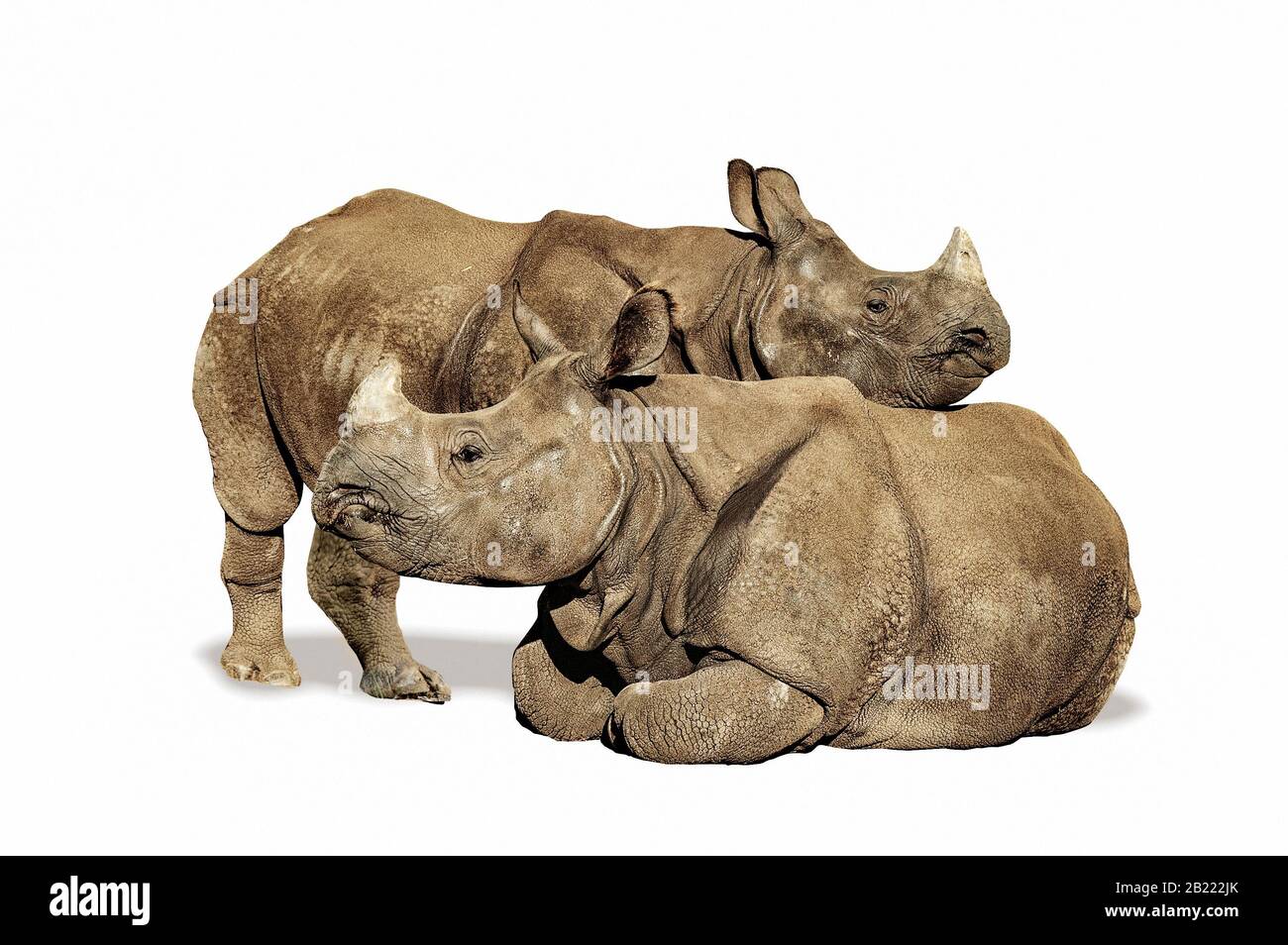 Deux rhinocéros indiens, un debout et un assis, isolés sur fond blanc Banque D'Images