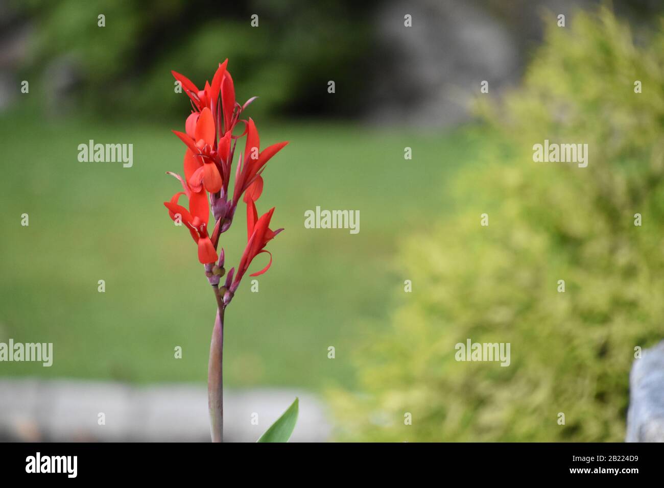 Fleur rouge solitaire avec arbuste de fond Banque D'Images