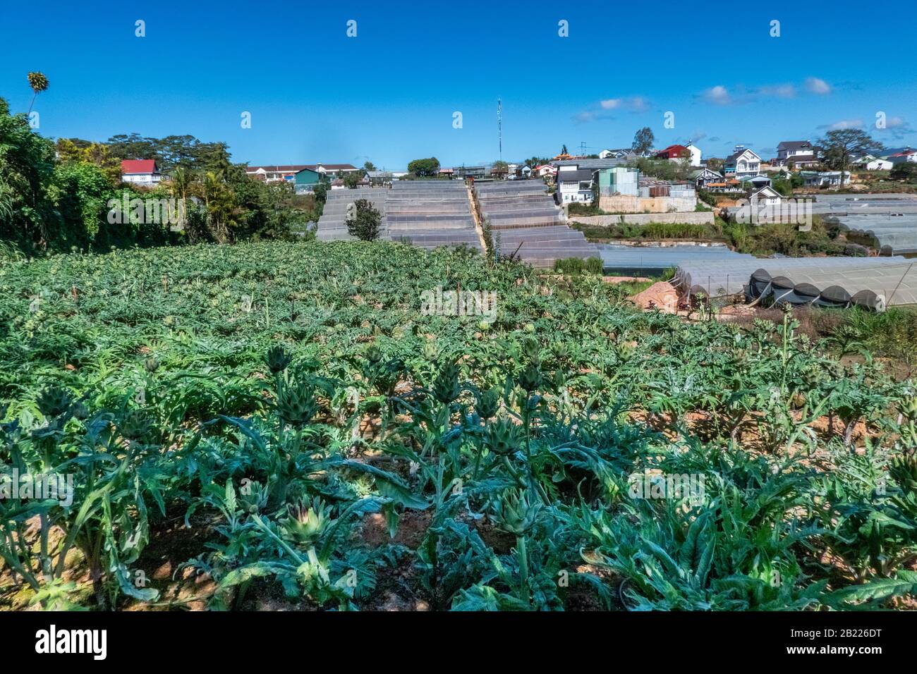 Artichauts frais dans le jardin, légumes pour une alimentation saine. Artichauts horticoles, gros plan d'artichauts verts poussant dans le jardin à Dalat, Viet Banque D'Images