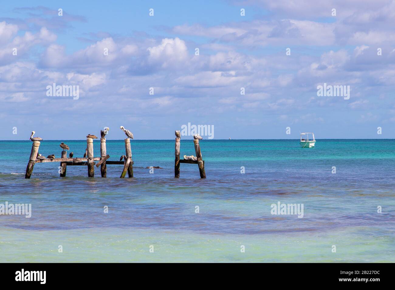 Pélicans bruns et oiseaux de mer reposant sur des poteaux en bois sur la côte de la mer des Caraïbes de la Riviera Maya à Cancun, au Mexique. Banque D'Images
