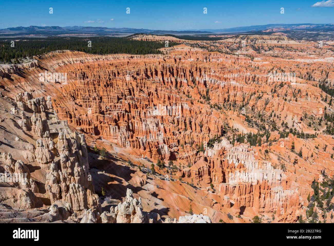 Vue magnifique sur les hoodoos de couleur cramoisi au parc national de Bryce Canyon, Utah, États-Unis. Banque D'Images