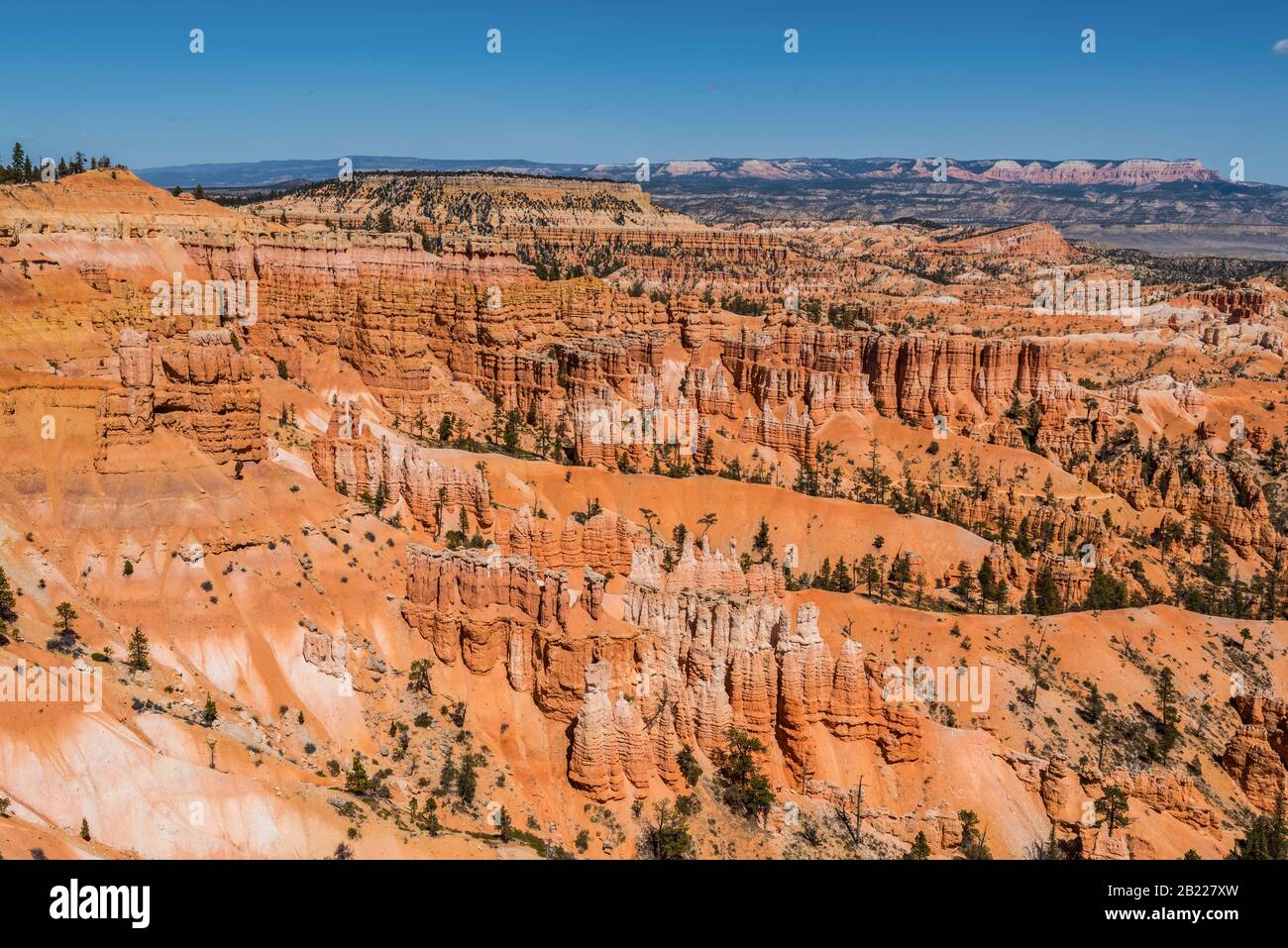 Vue magnifique sur les hoodoos de couleur cramoisi au parc national de Bryce Canyon, Utah, États-Unis. Banque D'Images