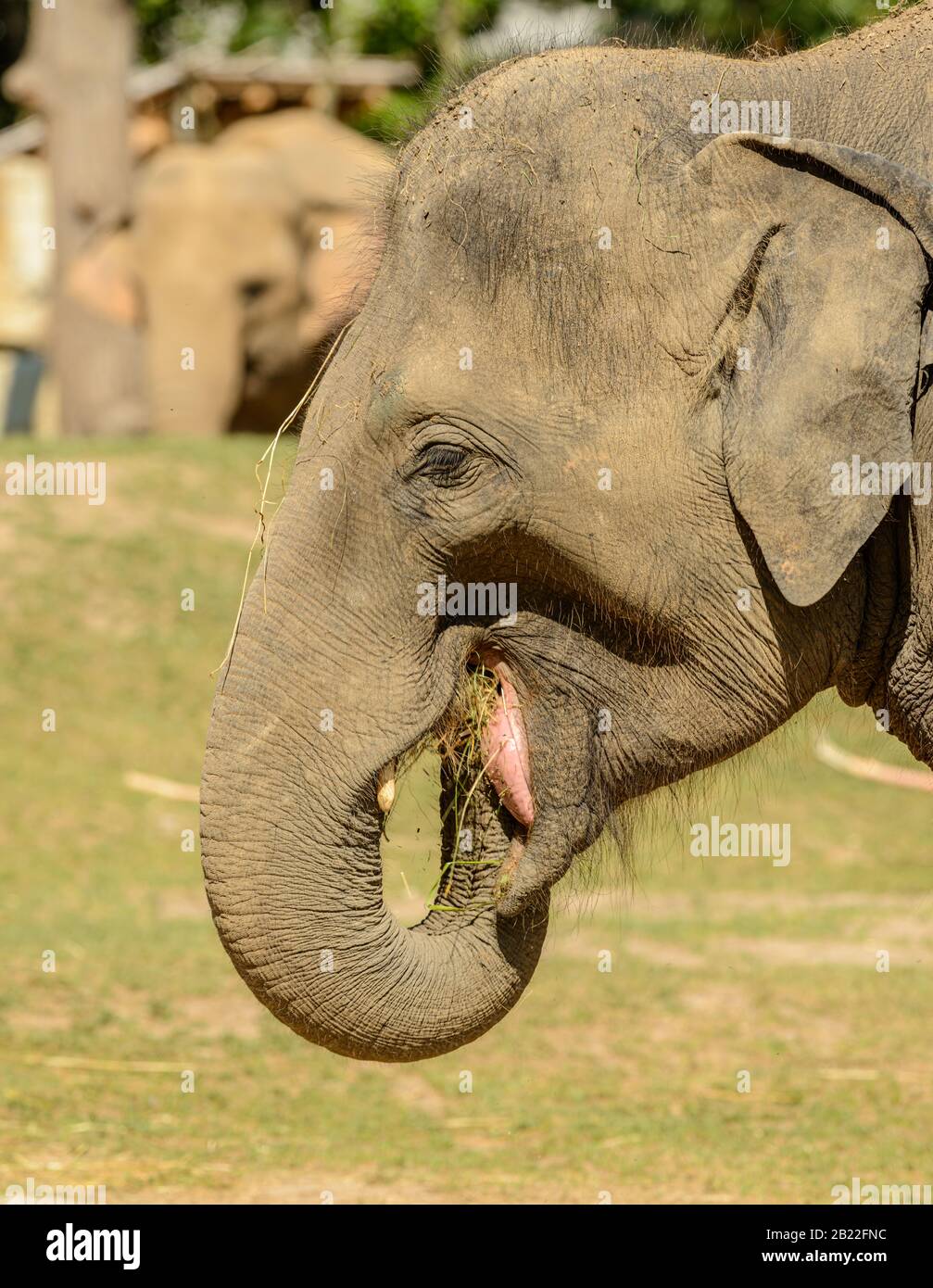 portrait d'un éléphant mangeant de l'herbe dans le zoo de prague Banque D'Images